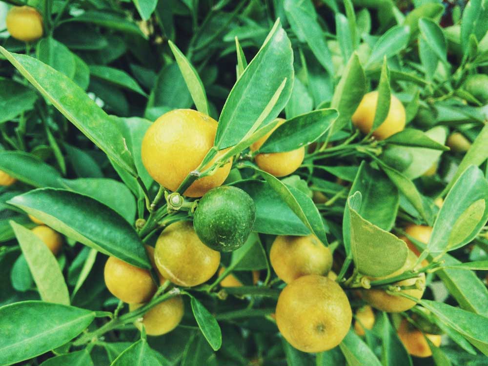 Lemon is uplifting and relaxing, but might not sanitize as we might want.